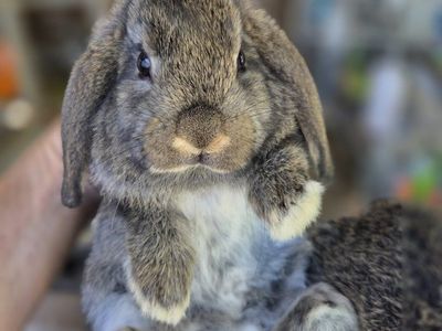 Mini Lop Bunny Rabbit Kits