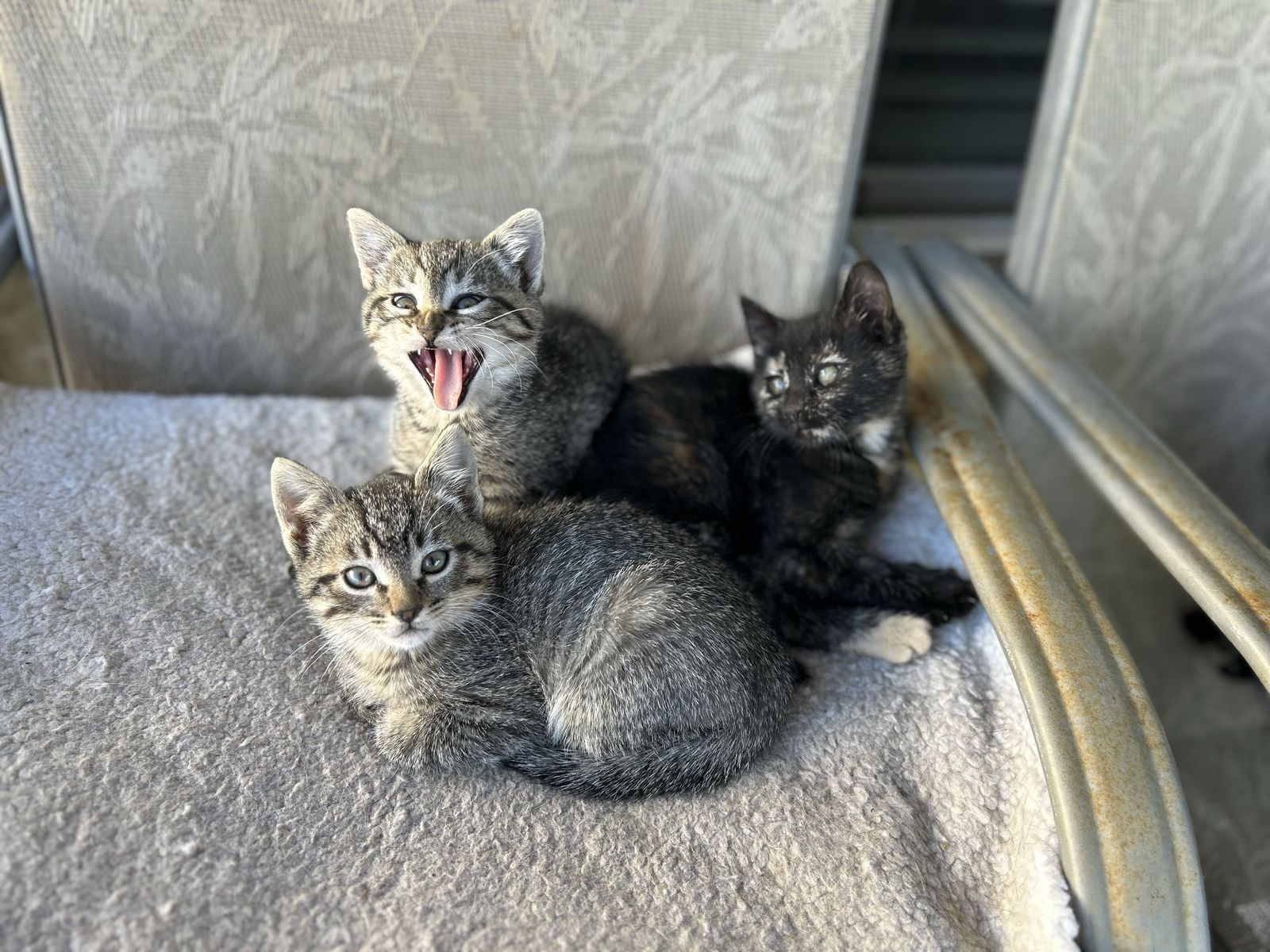 PPU  Adorable Kittens Seeking Forever Homes - Tabby & Calico Mix, Playful & Sweet