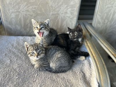 PPU Adorable Kittens Seeking Forever Homes - Tabby & Calico Mix, Playful & Sweet
