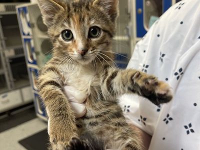 Two kittens with all the supplies you need
