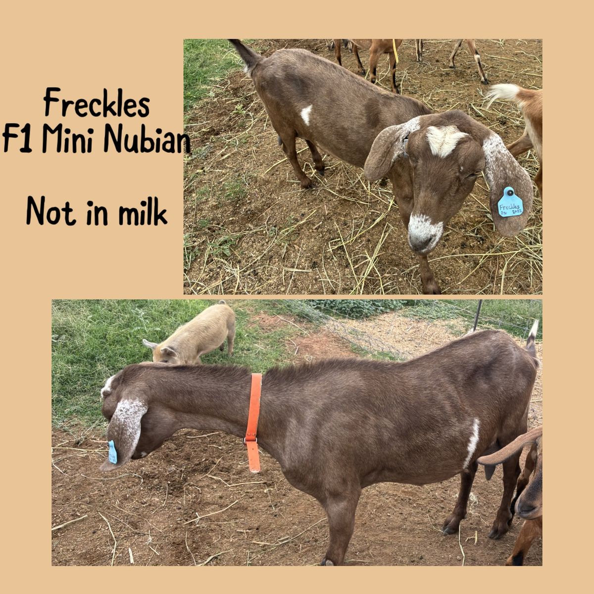 Nanny Goat