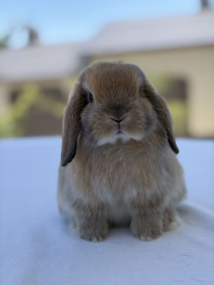 Holland Lop Buck