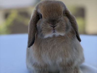 Holland Lop Buck
