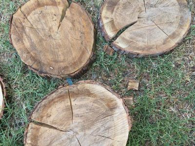 Silver Maple Rounds, $10 each. cash
