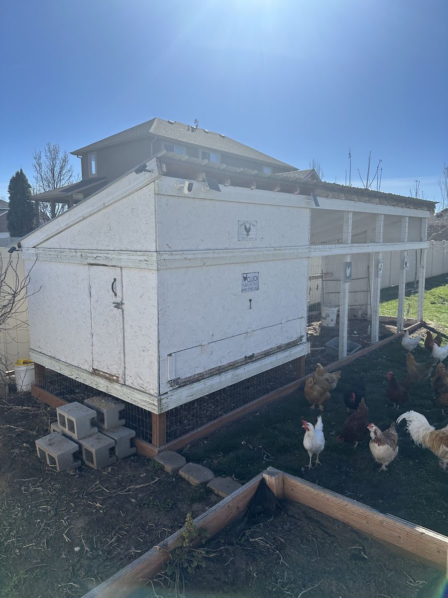 Large Chicken Coop W/ Hens