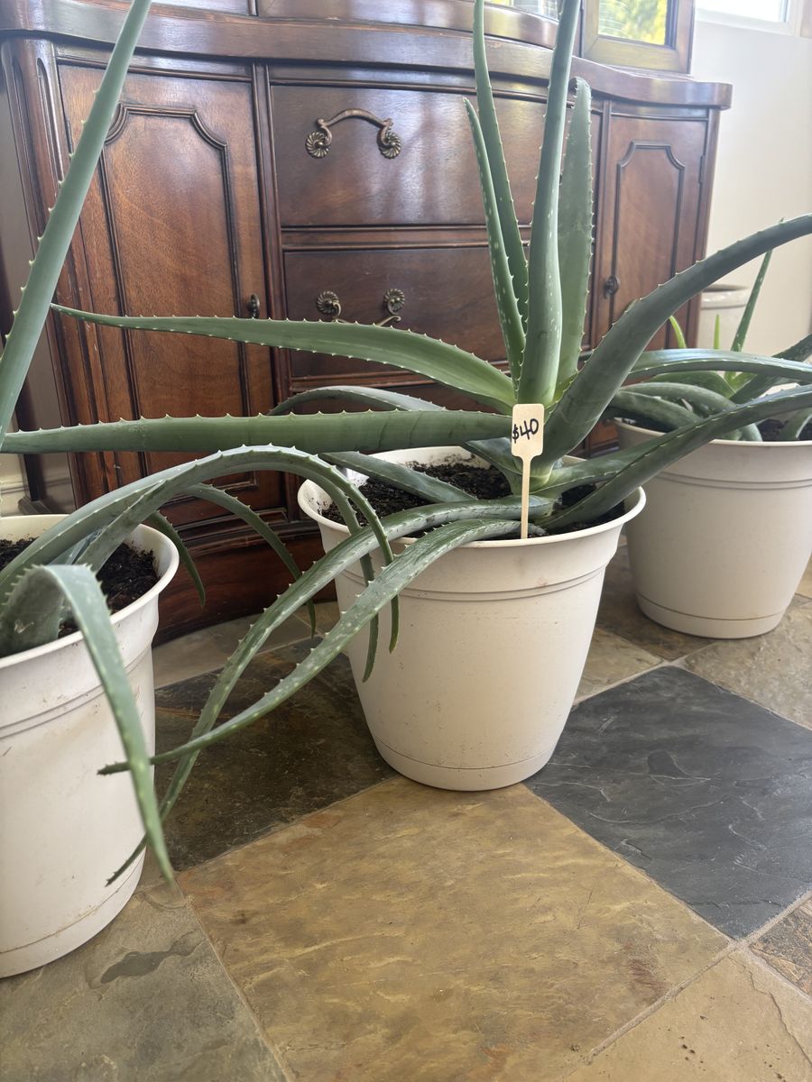 Aloe Vera plants
