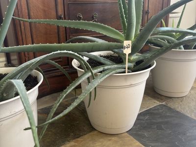 Aloe Vera plants