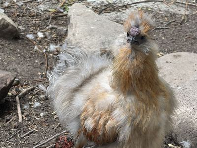 Four Month Old Silkie Roo