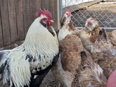Salmon Favorele Chicks