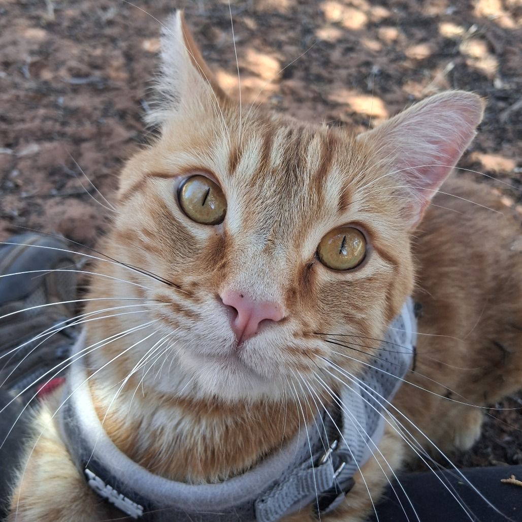 Hello my name is Anakin
