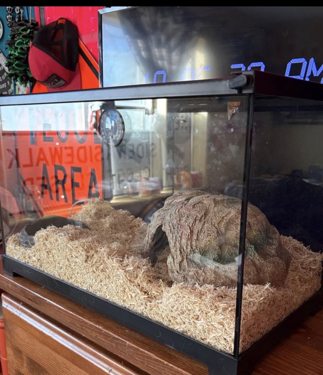 Snake Tank And Bedding