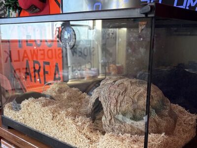 Snake Tank And Bedding