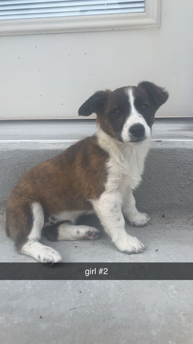 Corgi Australian Shepard puppies