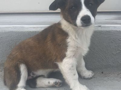 Corgi Australian Shepard puppies