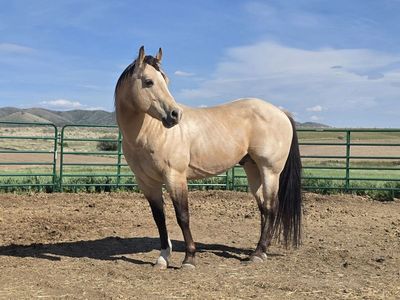 AQHA Buckskin Stallion at Stud