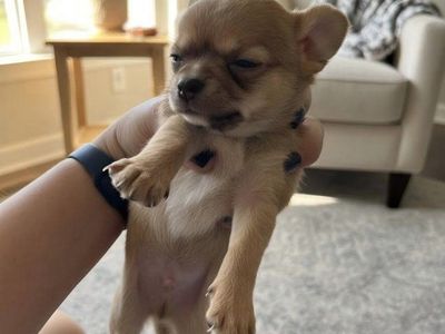 Chihuahua Puppy