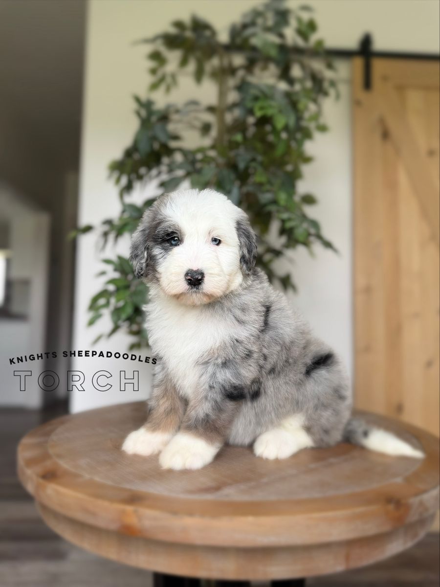 F1 Standard Sheepadoodle Females