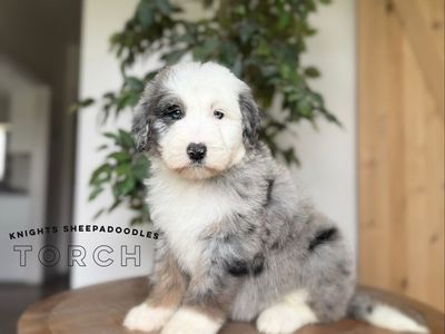 F1 Standard Sheepadoodle Females