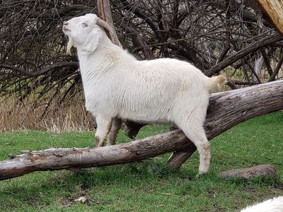 Fullblood Savanna and Boer Crossbred Bucks