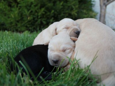 AKC Labrador Retriever Puppies