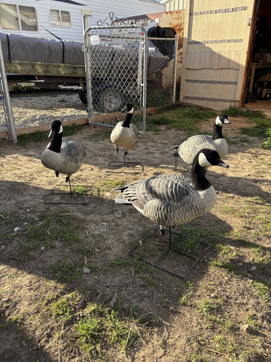 Goose decoys