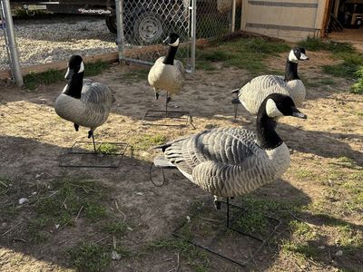 Goose decoys