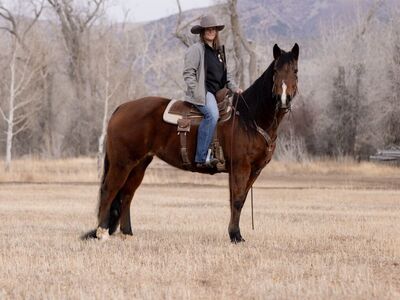 AQHA Mare For The Whole Family