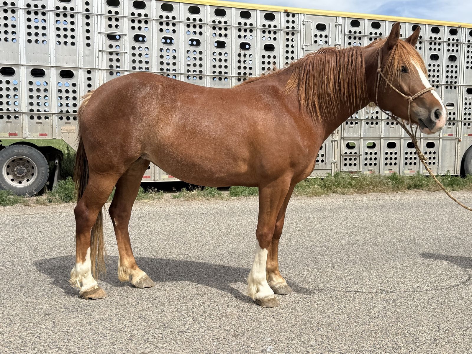 4Yr old Draft X project mare