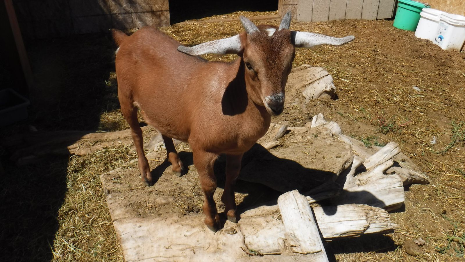 Nubian / Alpine mix buckling buck
