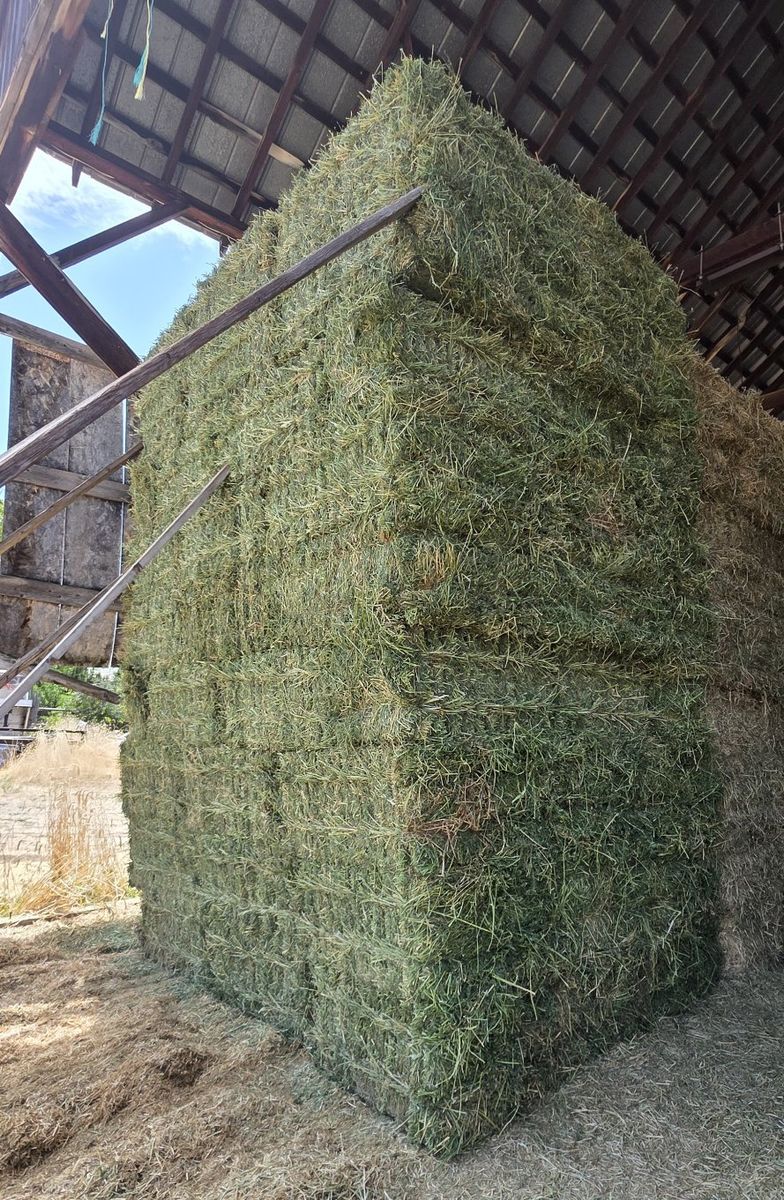 Small Bales Alfalfa Hay