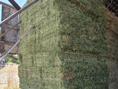 Small Bales Alfalfa Hay