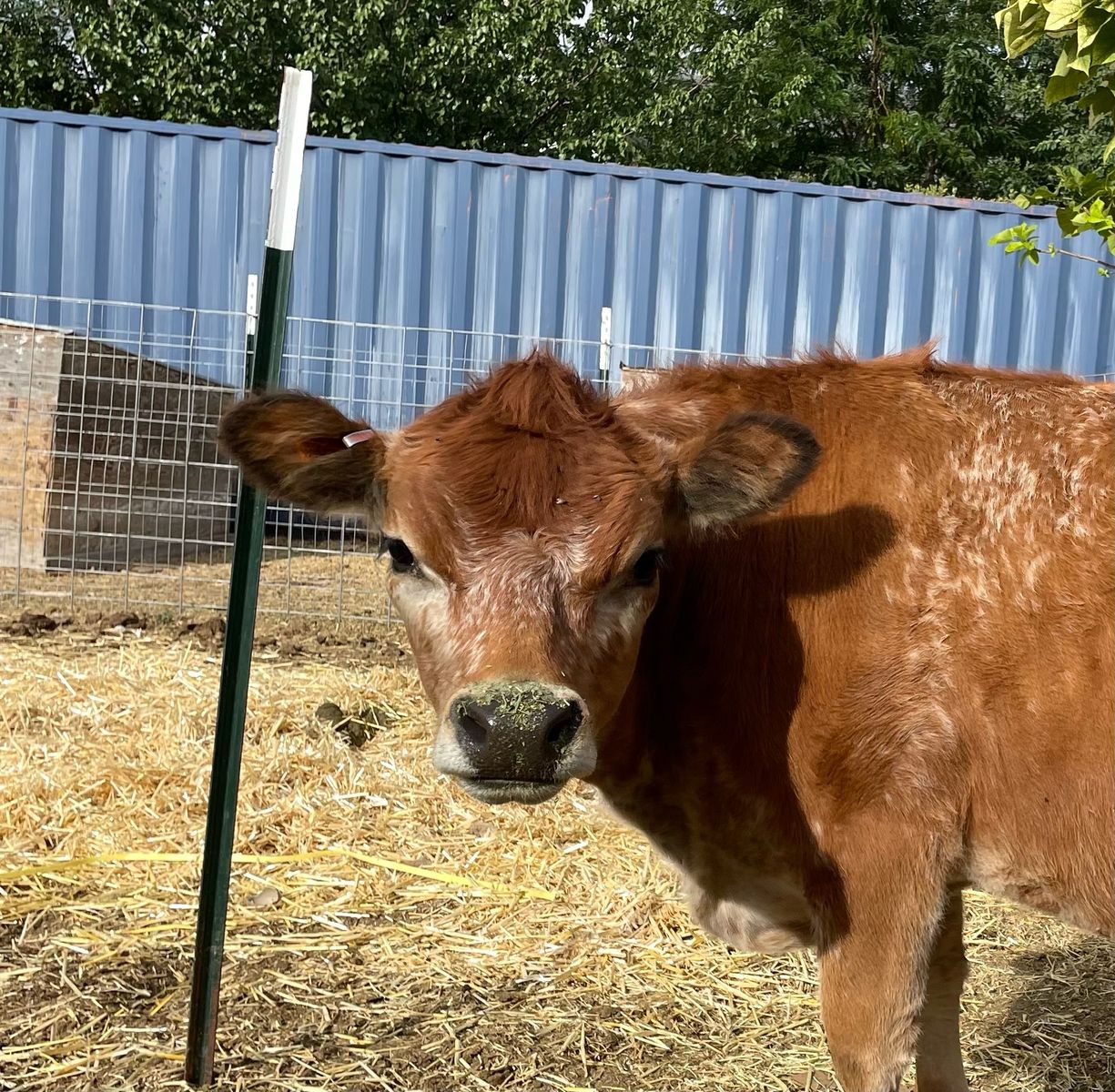 Mini jersey milk cows