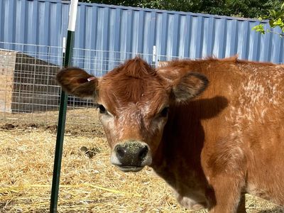 Mini jersey milk cows
