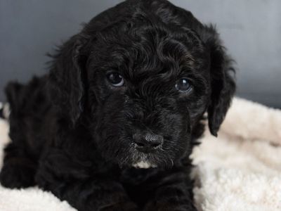 Mini Sheepadoodle Puppies