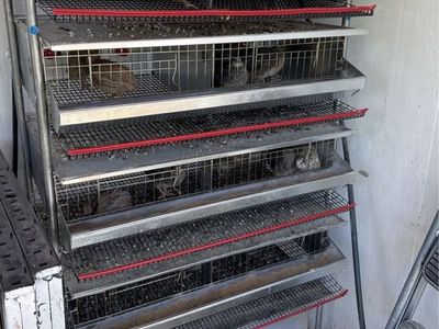 Quail, quail tower, cage