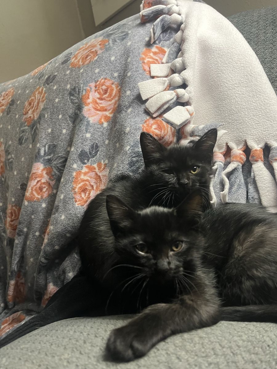 Hypoallergenic Siberian Russian Blue Mix Kittens!!