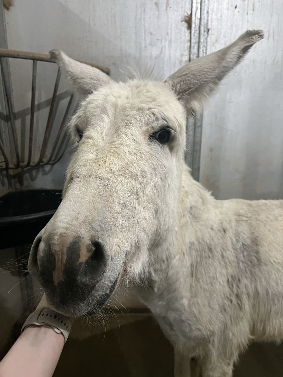 White Donkey Male