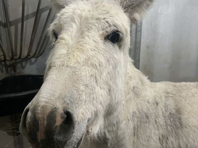 White Donkey Male