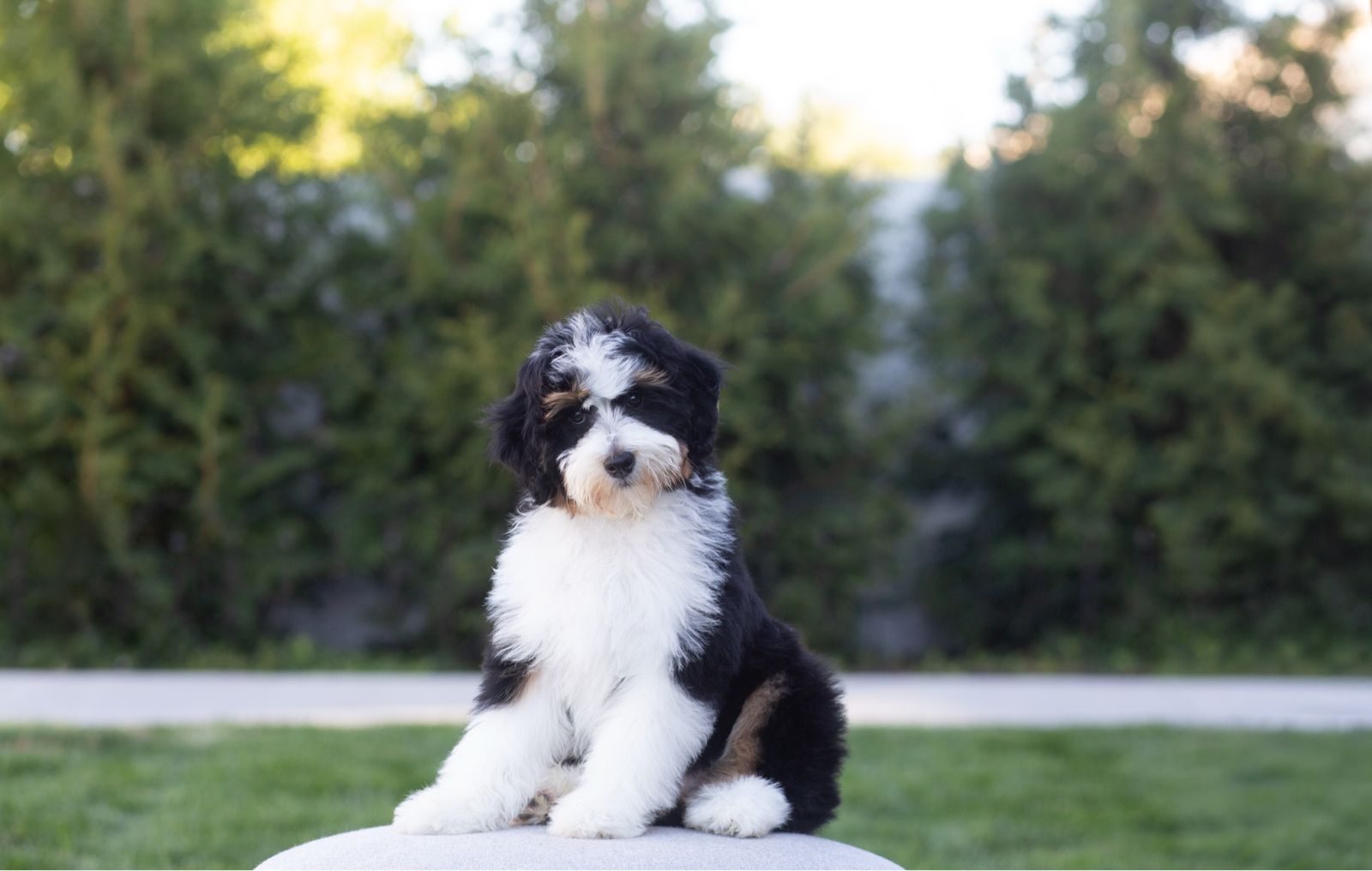 Bernedoodles
