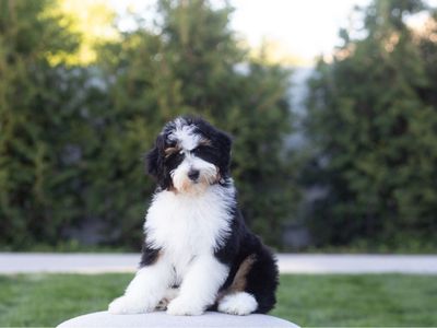 Bernedoodles