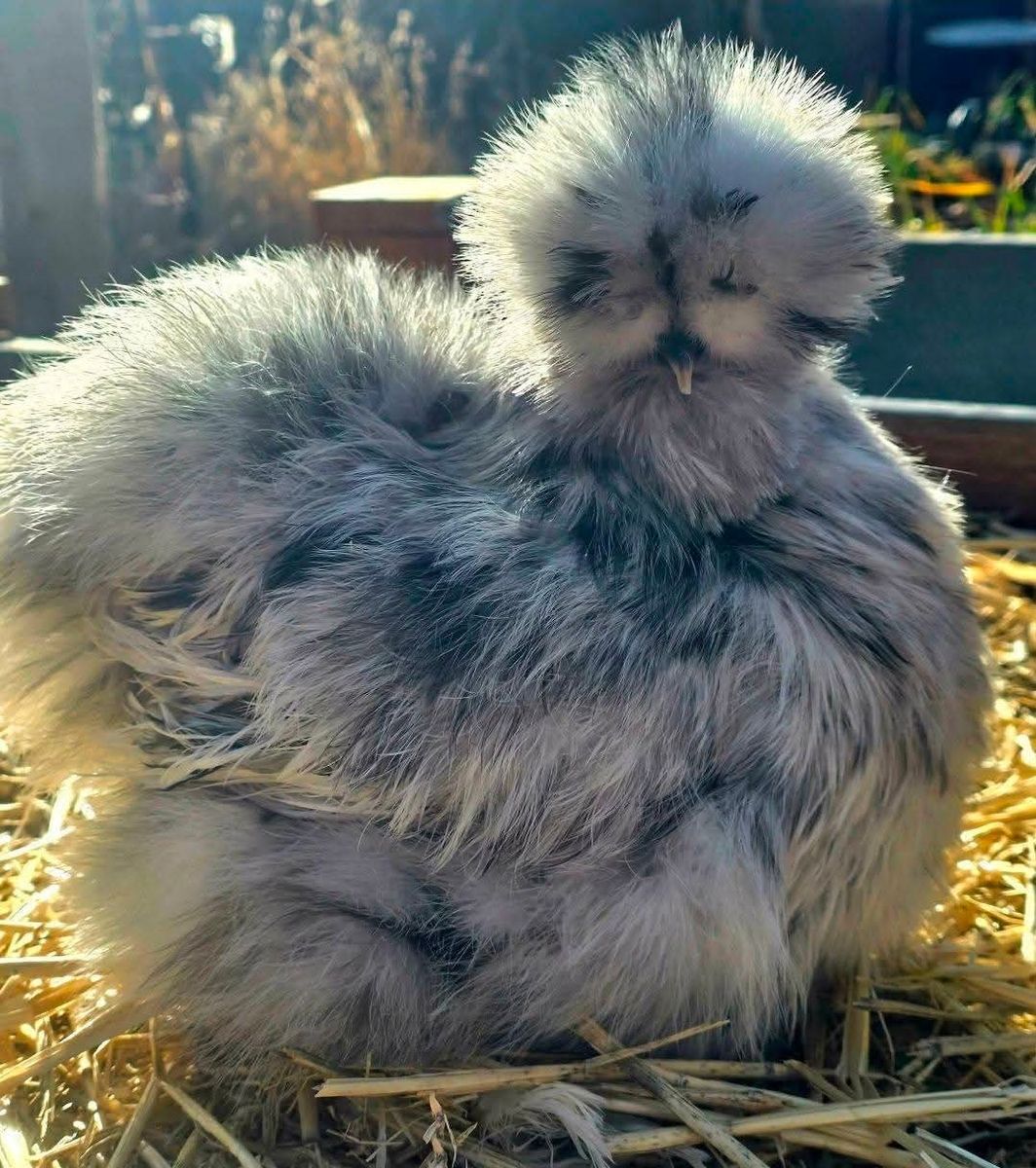 Exhibition Quality Black, Blue, Splash Line American Silkie Bantams