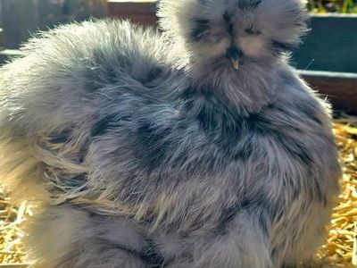 Exhibition Quality Black, Blue, Splash Line American Silkie Bantams