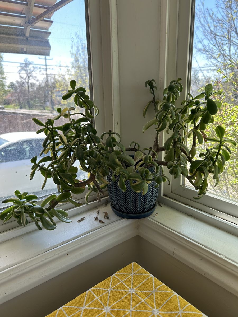 Jade Plant