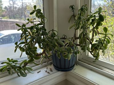 Jade Plant
