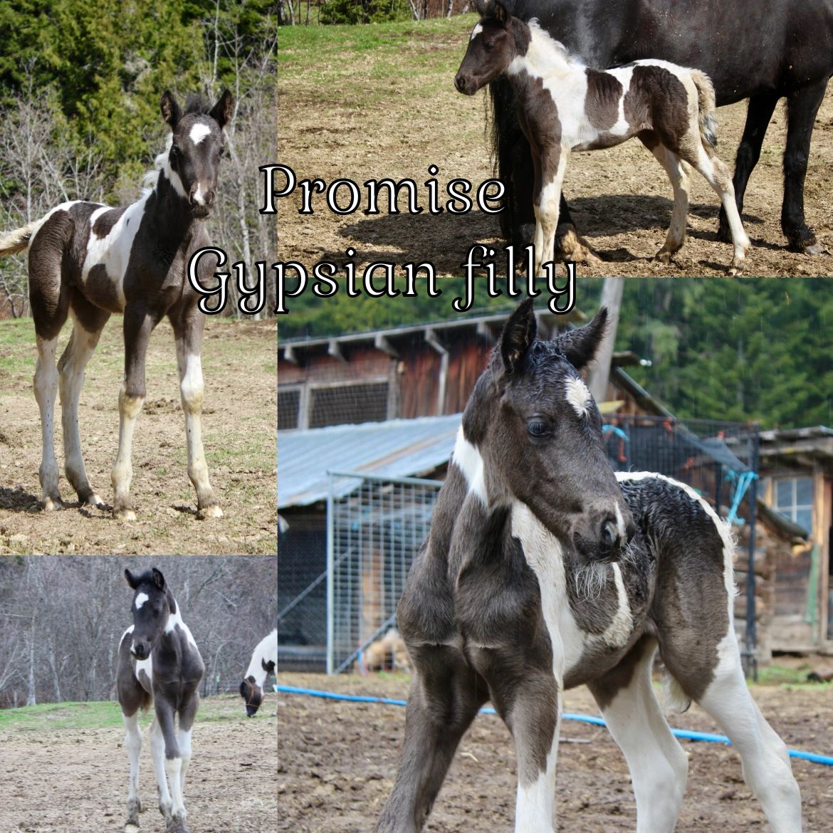 Gypsian Filly! "Promise"