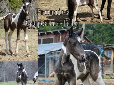 Gypsian Filly! "Promise"