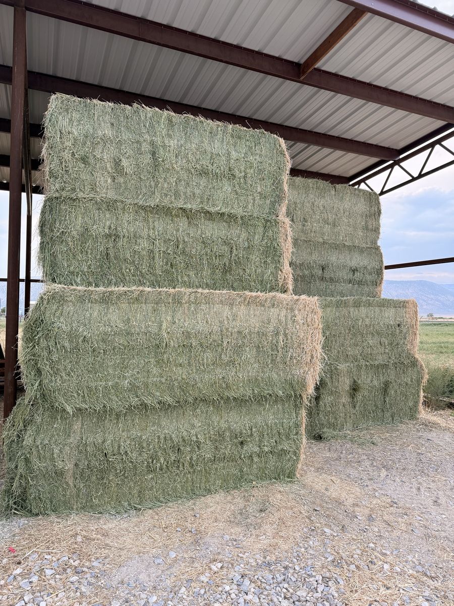 3x4 alfalfa Hay