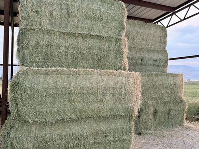 3x4 alfalfa Hay