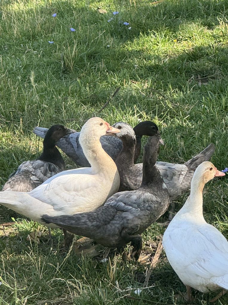 Half Grown Myscovy Ducklings