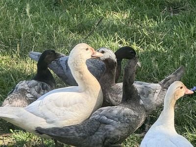 Half Grown Myscovy Ducklings